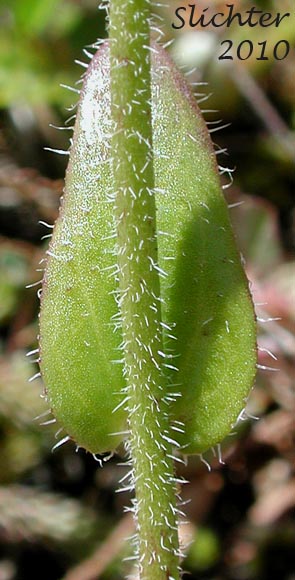 Close-up of a stem leaf of Eschscholtz's Hairy Rockcress, Pacific Coast Rockcress: Arabis eschscholtziana (Synonyms: Arabis hirsuta, Arabis hirsuta var. eschscholtziana, Arabis hirsuta var. glabrata)