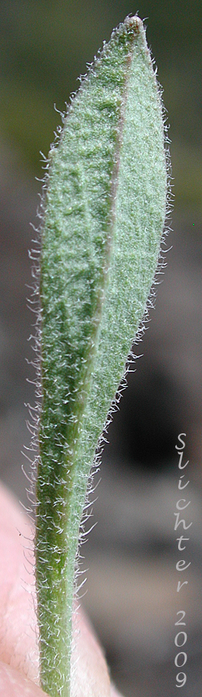 Leaf of Koehler's Stipitate Rockcress: Arabis koehleri var. stipitata