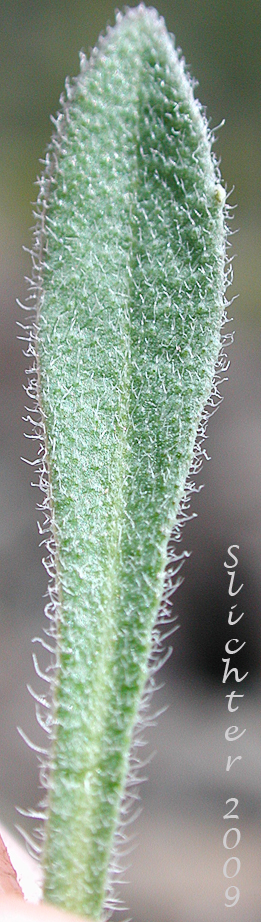 Leaf of Koehler's Stipitate Rockcress: Arabis koehleri var. stipitata