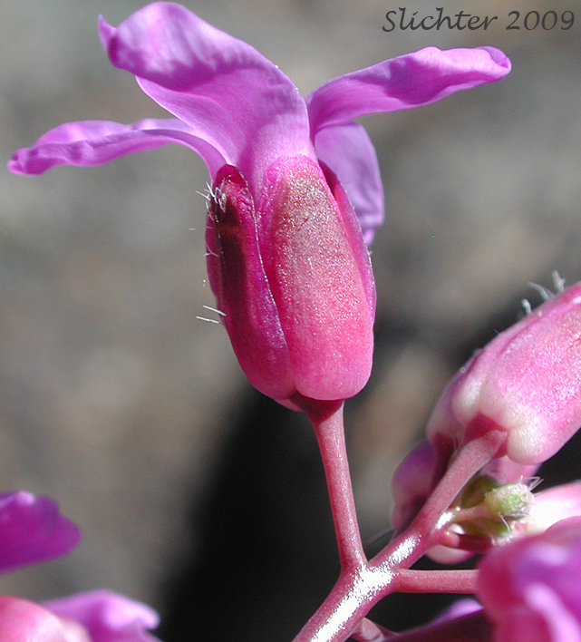 Flower of Koehler's Stipitate Rockcress: Arabis koehleri var. stipitata