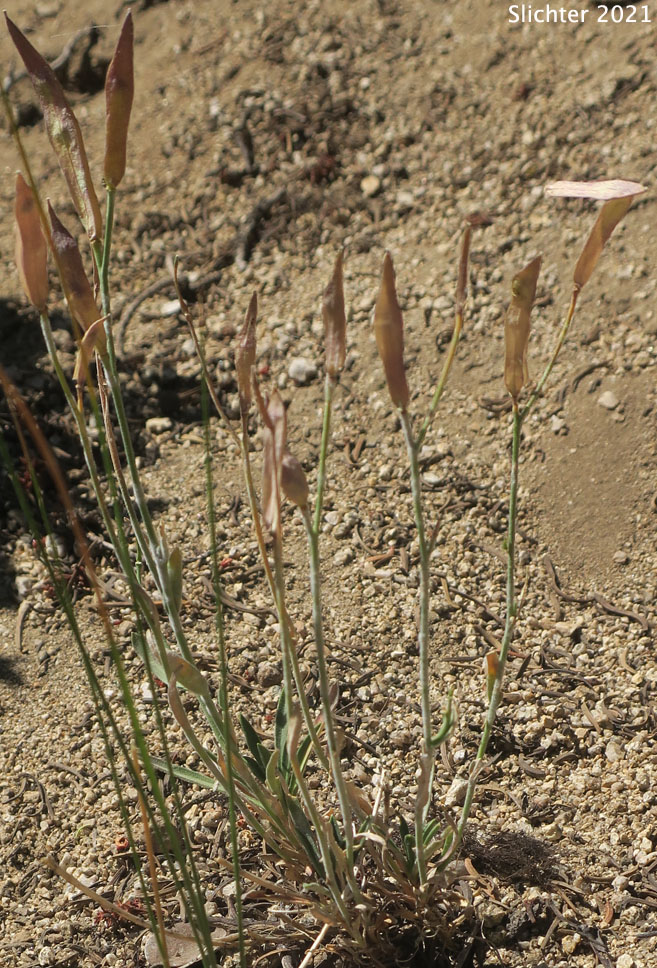 Broad-seeded Rockcress, Pioneer Rockcress: Boechera platysperma (Synonyms: Arabis platysperma, Arabis platysperma var. platysperma)