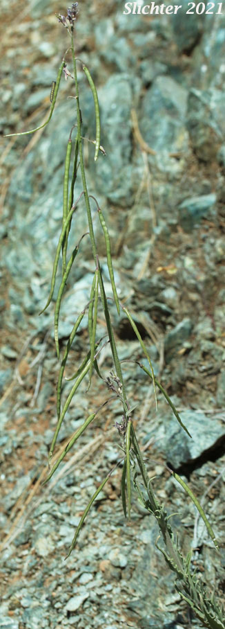 Ashy Rockcress: Boechera subpinnatifida (Synonym: Arabis subpinnatifida)