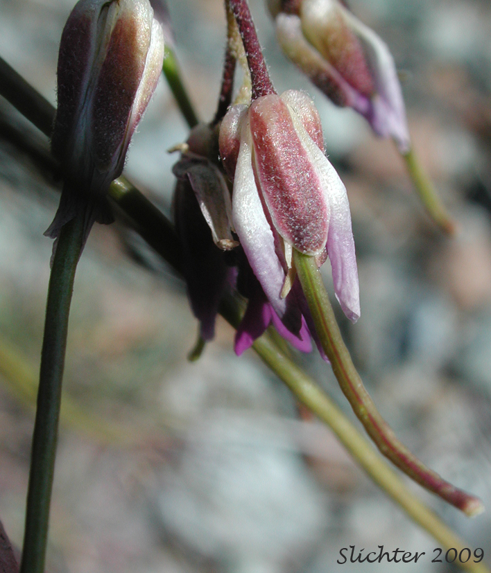 Flowers of Ashy Rockcress: Boechera subpinnatifida (Synonym: Arabis subpinnatifida)