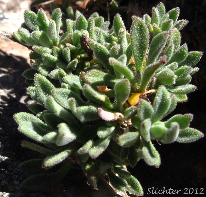 Unidentified Rockcress from the Oregon Siskiyous
