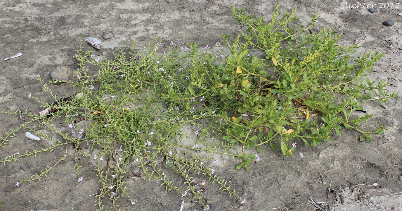 Cakile maritima (left) and Cakile edentula (right) growing side by side.