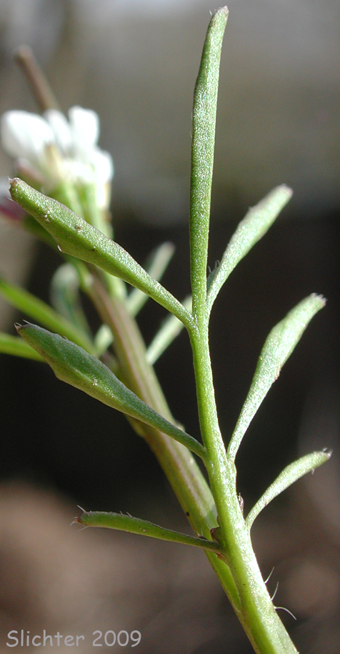 Upper stem leaf of Hairy Bittercress, European Bittercress: Cardamine hirsuta