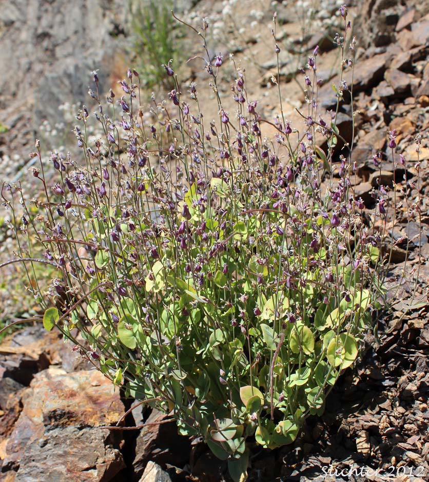 Mountain Jewel Flower, Contorted Streptanthus, Shieldplant: Streptanthus tortuosus (Synonyms: Streptanthus tortuosus var. orbiculatus , Streptanthus tortuosus var. tortuosus) 