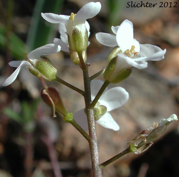 Inflorescence of Siskiyou Pennycress: Noccaea fendleri ssp. siskiyouensis (Synonym: Thlaspi montanum var. siskiyouense)
