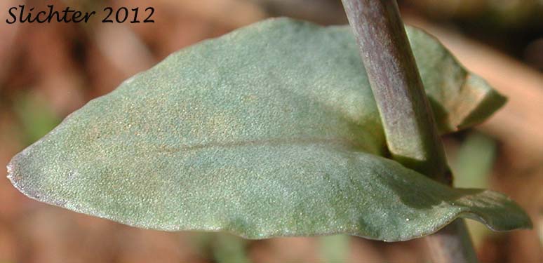 Stem leaf of Siskiyou Pennycress: Noccaea fendleri ssp. siskiyouensis (Synonym: Thlaspi montanum var. siskiyouense)