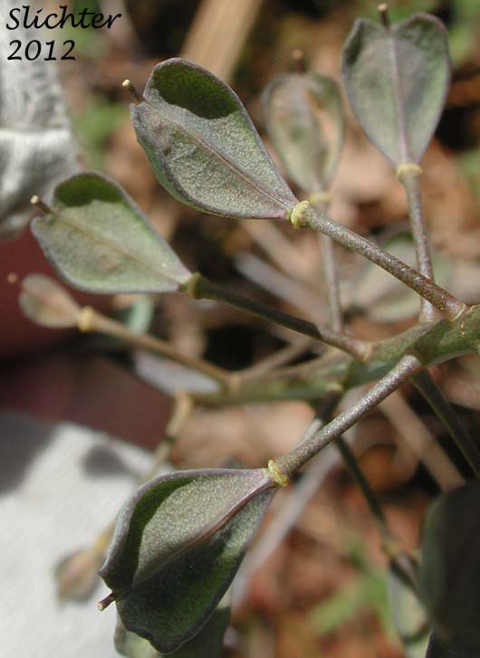 Fruits of Siskiyou Pennycress: Noccaea fendleri ssp. siskiyouensis (Synonym: Thlaspi montanum var. siskiyouense)