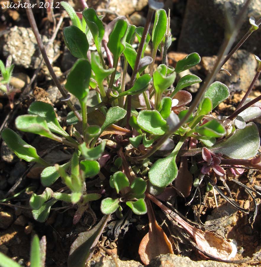 Basal leaves of Siskiyou Pennycress: Noccaea fendleri ssp. siskiyouensis (Synonym: Thlaspi montanum var. siskiyouense)