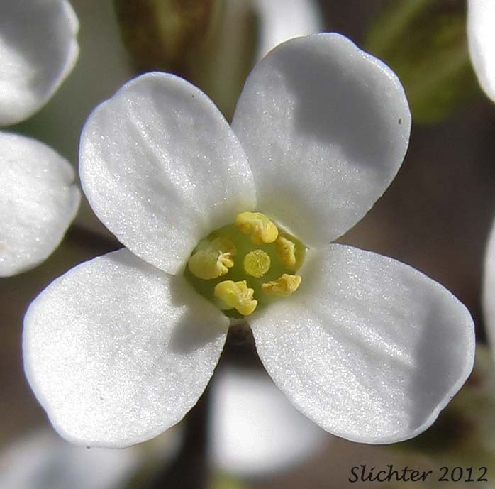 Flower of Siskiyou Pennycress: Noccaea fendleri ssp. siskiyouensis (Synonym: Thlaspi montanum var. siskiyouense)