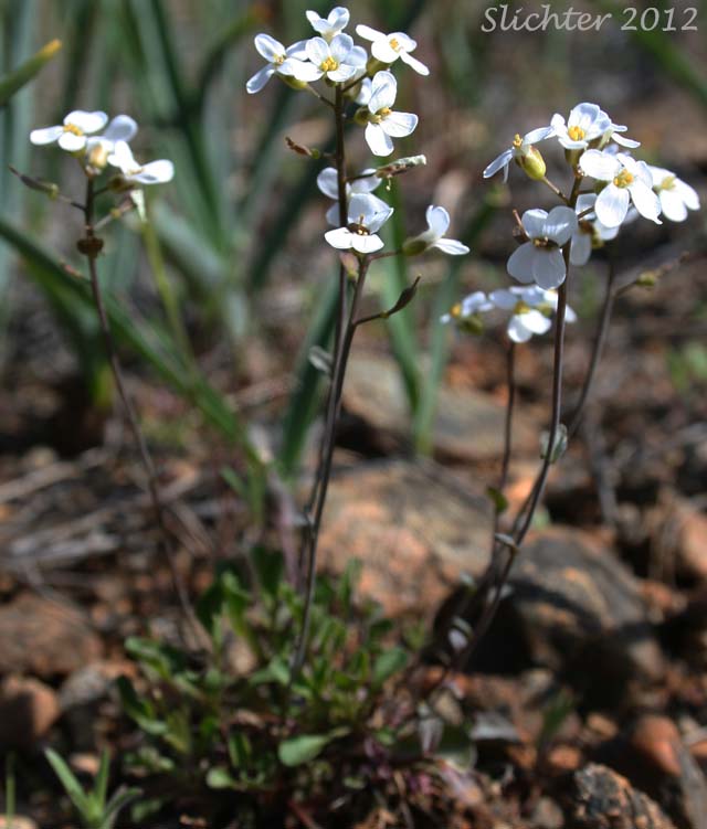 Siskiyou Pennycress: Noccaea fendleri ssp. siskiyouensis (Synonym: Thlaspi montanum var. siskiyouense)