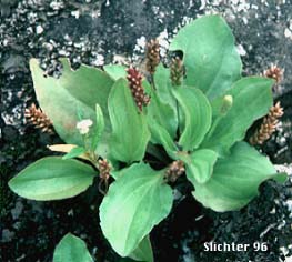 Broad-leaved plantain, Common Plantain, Nippleseed, Great Plantain: Plantago major (Synonyms: Plantago major var. major, Plantago major var. pachyphylla, Plantago major var. pilger, Plantago major var. scopulorum)