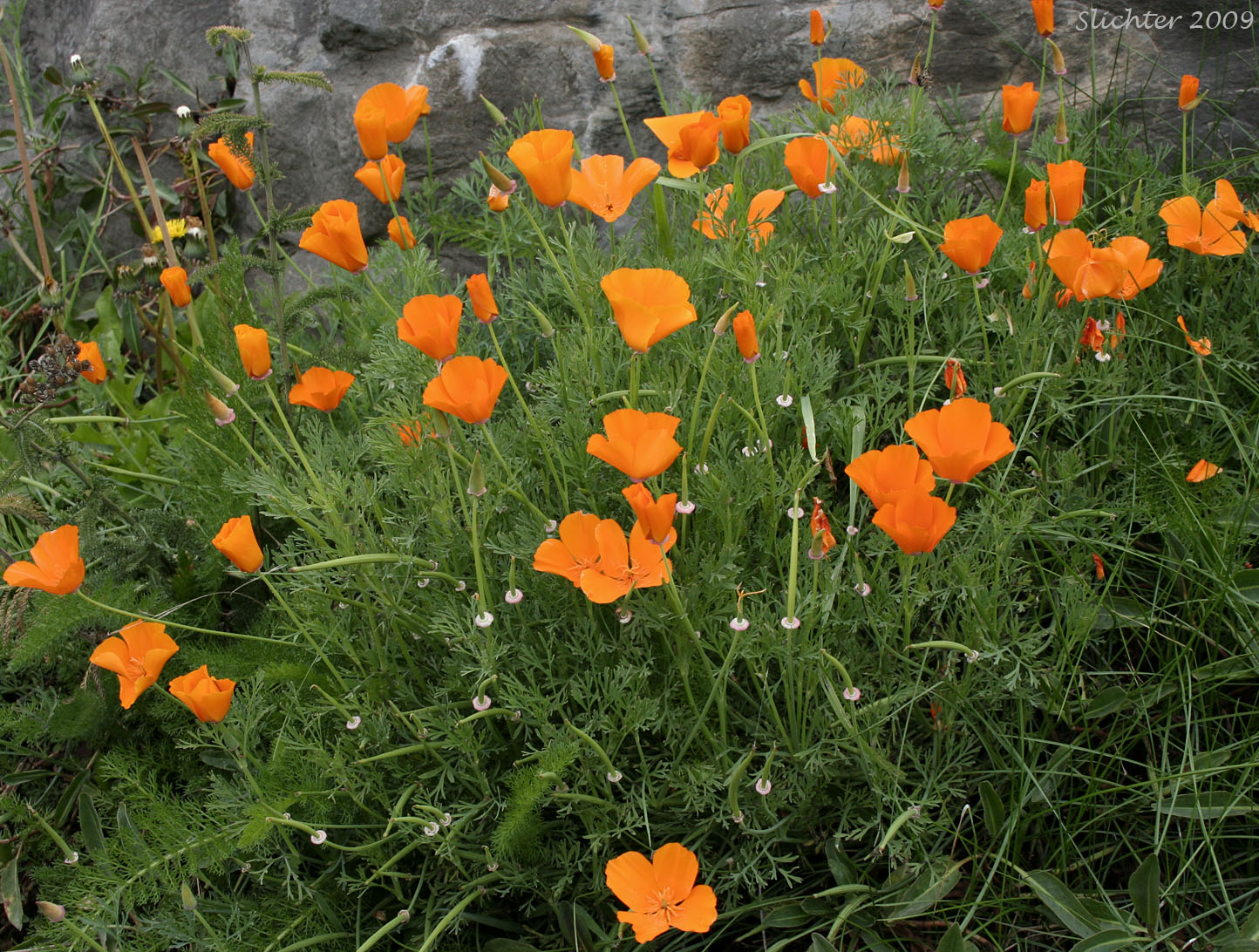 California Poppy, Golden Poppy: Eschscholzia californica