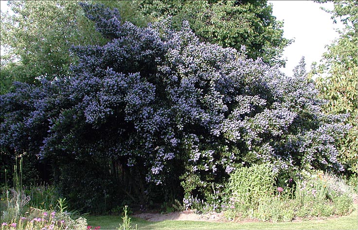 Blue Blossum, Wild Lilac: Ceanothus thyrsiflorus (Synonym: Ceanothus thyrsiflorus)
