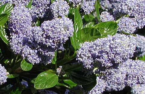Blue Blossum, Wild Lilac: Ceanothus thyrsiflorus (Synonym: Ceanothus thyrsiflorus)