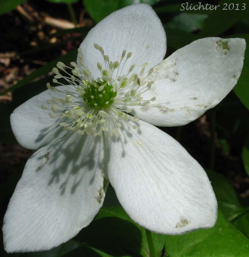 Close-up of a flower of Columbia Windflower, Columbian Windflower, Western White Anemone, Threeleaf Anemone, Three-leaf Anemone: Anemone deltoidea