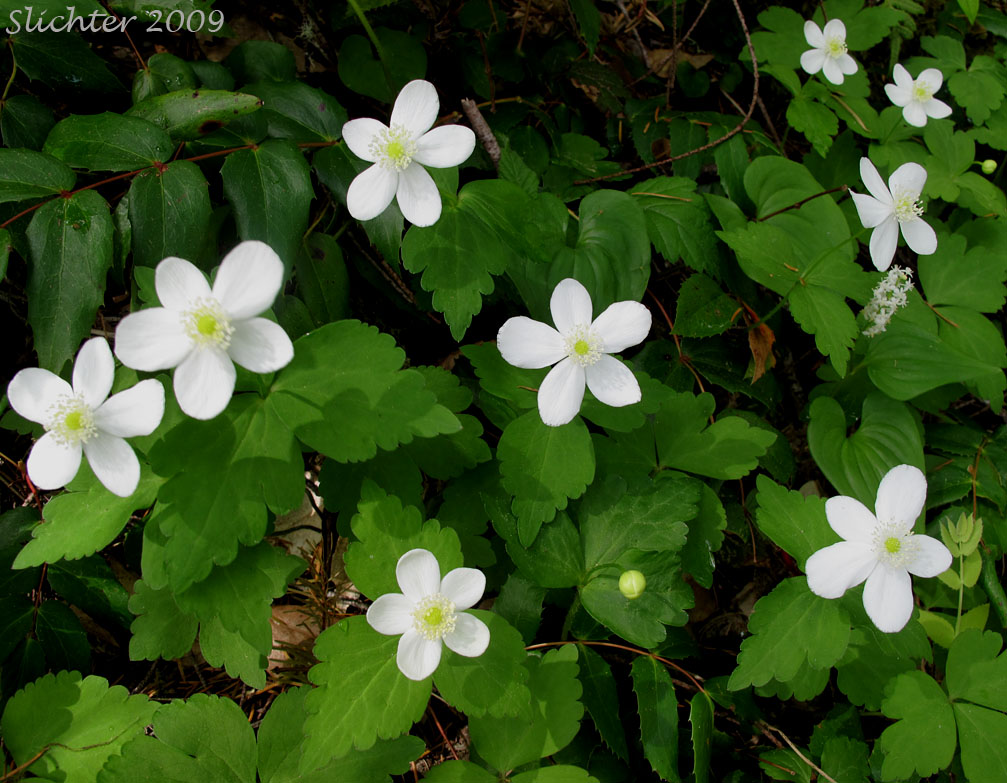 Columbia Windflower, Columbian Windflower, Western White Anemone, Threeleaf Anemone, Three-leaf Anemone: Anemone deltoidea