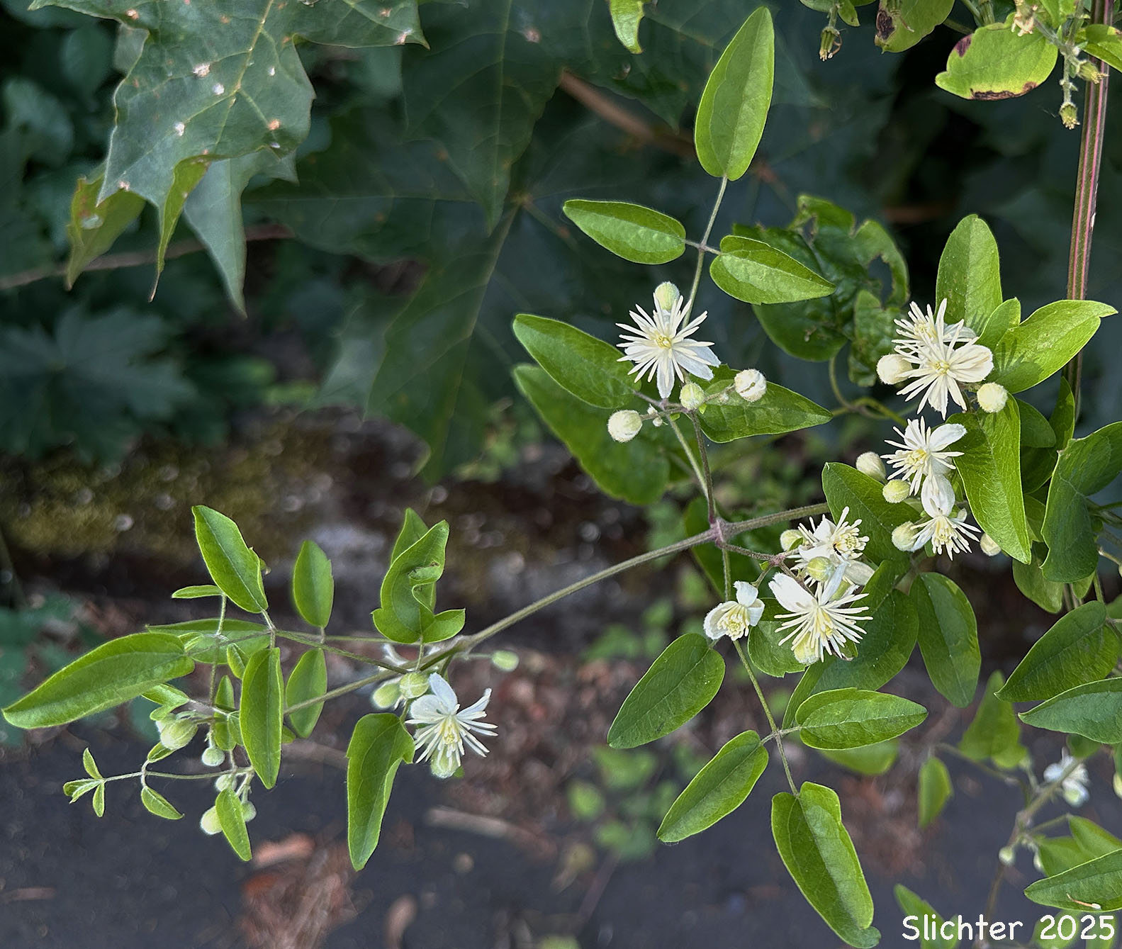Evergreen Clematis, Old-man's Beard, Old Man's Beard, Travelers Joy, Traveler's-joy: Clematis vitalba