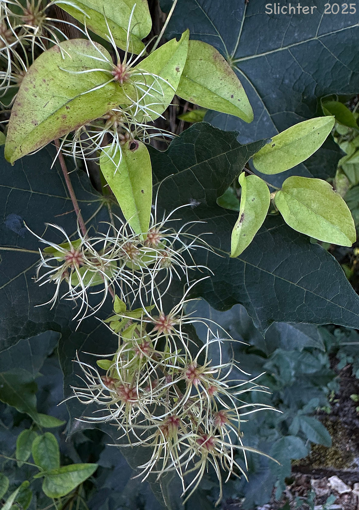 Evergreen Clematis, Old-man's Beard, Old Man's Beard, Travelers Joy, Traveler's-joy: Clematis vitalba