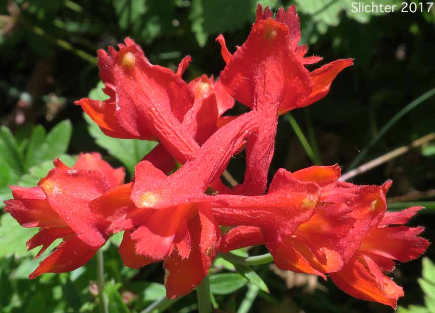 Close-up of the inflorescence of Red Larkspur, Orange Larkspur: Delphinium nudicaule