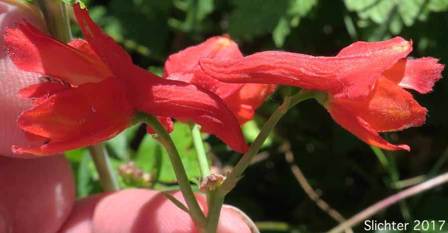Sideview of the flowers of Red Larkspur, Orange Larkspur: Delphinium nudicaule