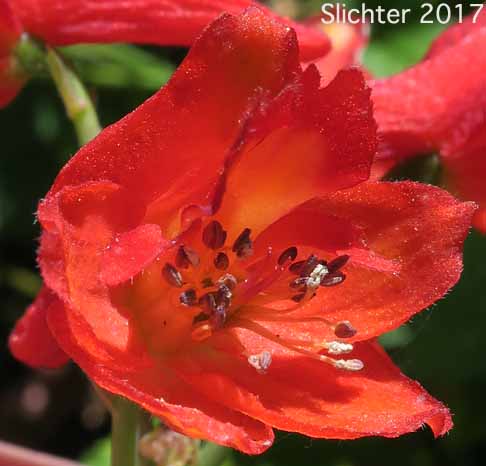 Frontal view of a flower of Red Larkspur, Orange Larkspur: Delphinium nudicaule