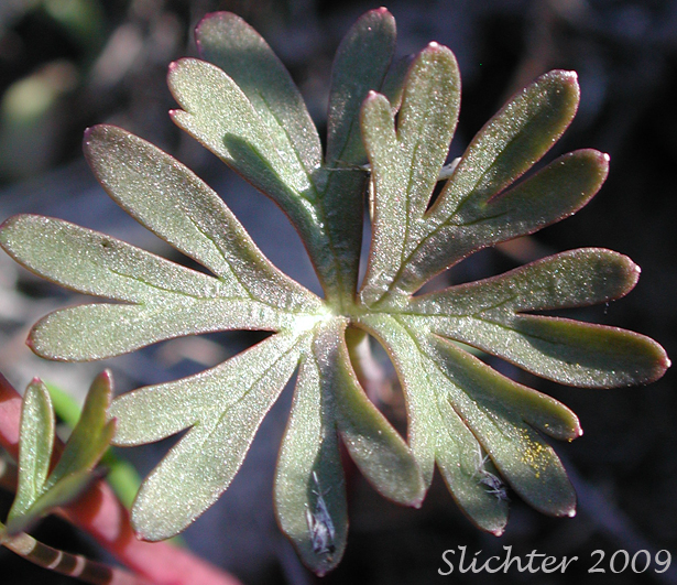 Leaf of Upland Larkspur, Two-lobe Larkspur: Delphinium nuttallianum