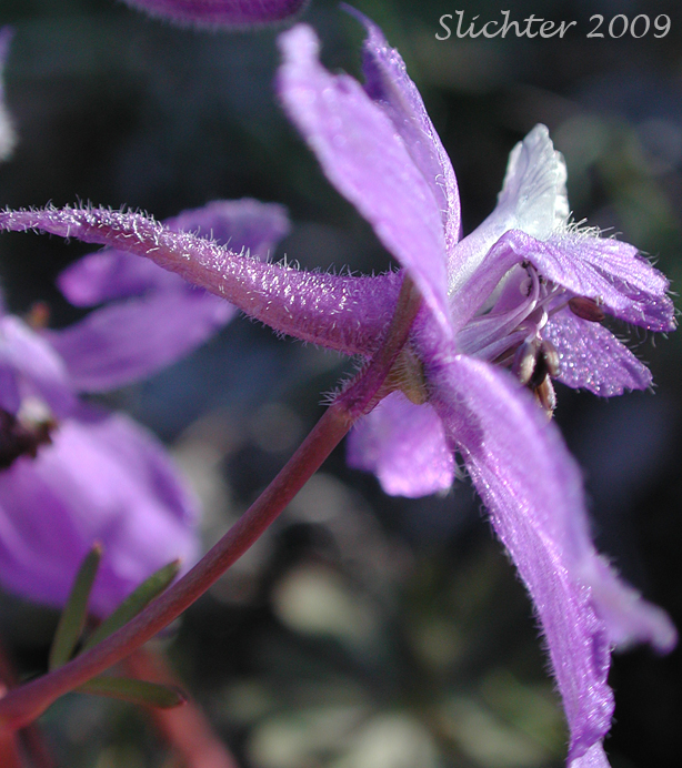 Flower of Upland Larkspur, Two-lobe Larkspur: Delphinium nuttallianum