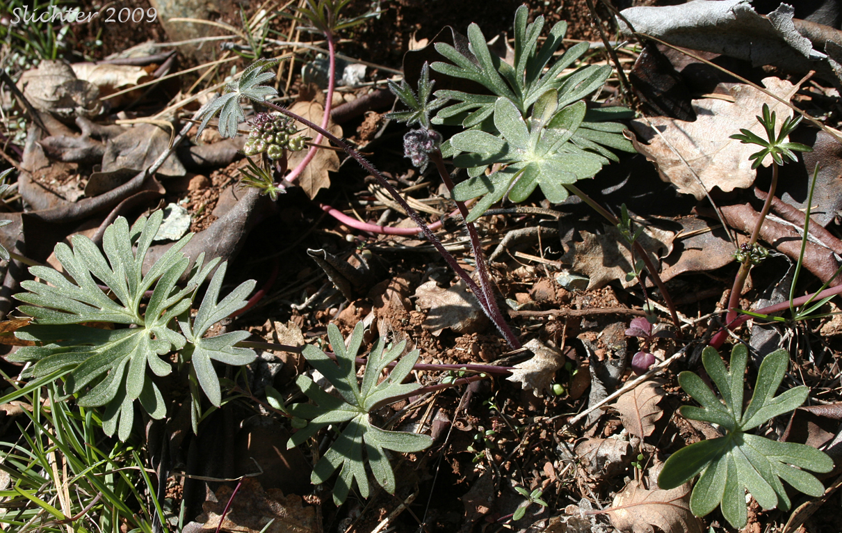 Basal leaves of Upland Larkspur, Two-lobe Larkspur: Delphinium nuttallianum
