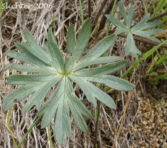 Leaf of Willamette Valley Larkspur: Delphinium oreganum (Synonyms: Delphinium menziesii, Delphinium nuttallii)
