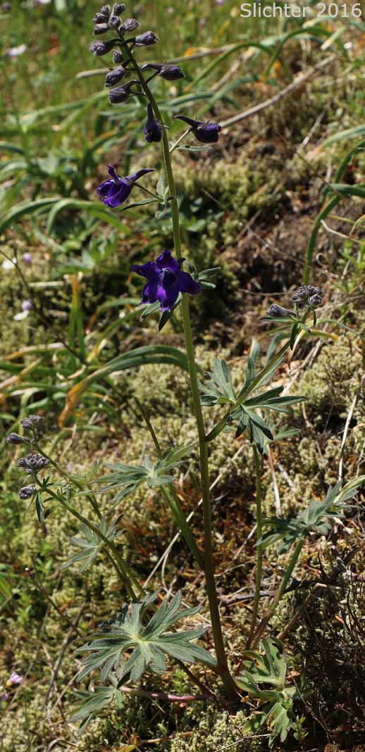 Willamette Valley Larkspur: Delphinium oreganum (Synonyms: Delphinium menziesii, Delphinium nuttallii)