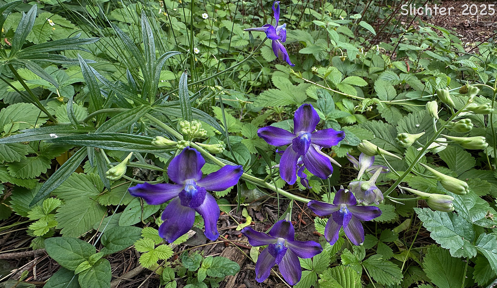 Inflorescence of Willamette Valley Larkspur: Delphinium oreganum