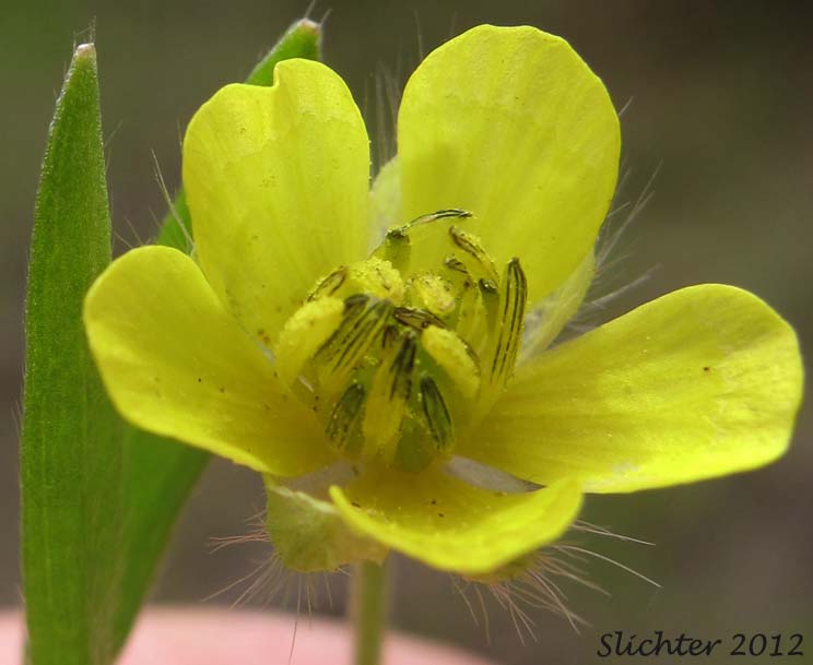 Flower of Field Buttercup, Corn Buttercup, Hungerweed: Ranunculus arvensis (Synonym: Ranunculus arvensis var. tuberculatus)
