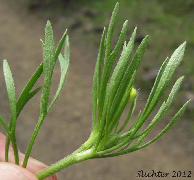 Leaves of Field Buttercup, Corn Buttercup, Hungerweed: Ranunculus arvensis (Synonym: Ranunculus arvensis var. tuberculatus)