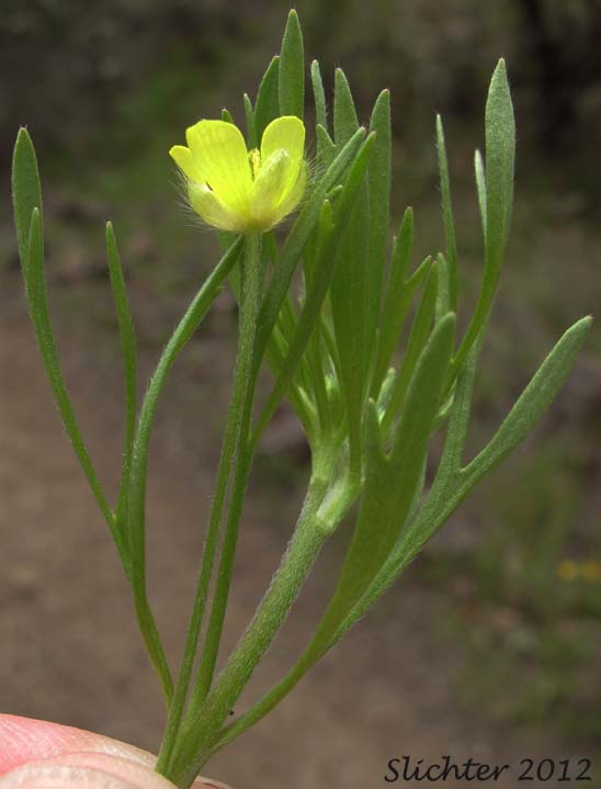 Field Buttercup, Corn Buttercup, Hungerweed: Ranunculus arvensis (Synonym: Ranunculus arvensis var. tuberculatus)