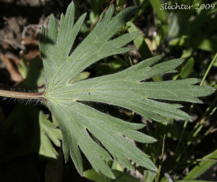 Leaf of Southern Oregon Buttercup: Ranunculus austrooreganus
