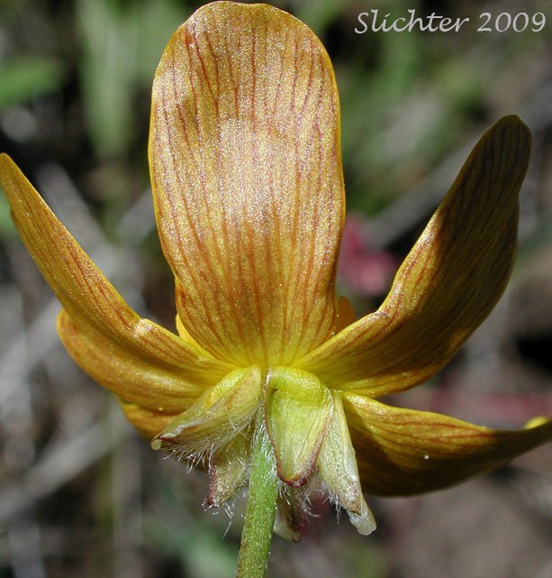 Underside of flower of Southern Oregon Buttercup: Ranunculus austrooreganus