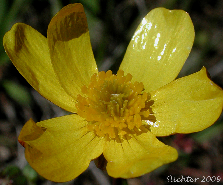 Flower of Southern Oregon Buttercup: Ranunculus austrooreganus