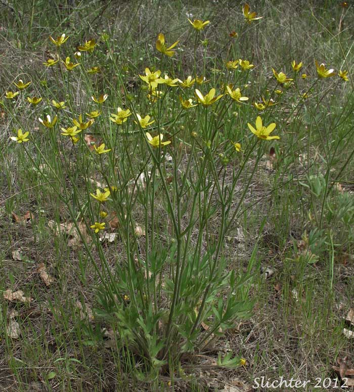 Southern Oregon Buttercup: Ranunculus austrooreganus