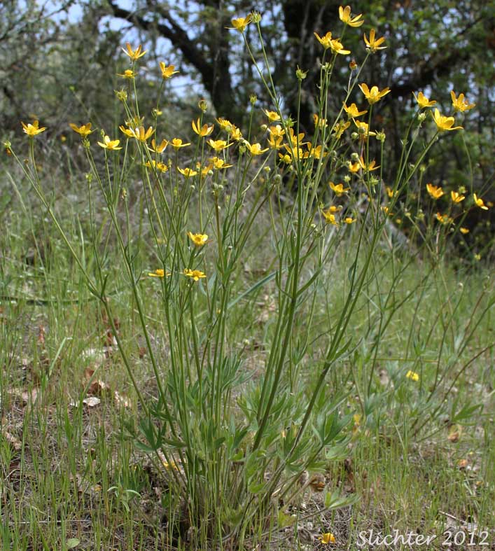 Southern Oregon Buttercup: Ranunculus austrooreganus