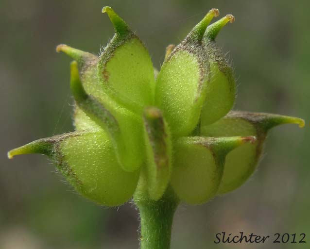 Pistils of Southern Oregon Buttercup: Ranunculus austrooreganus