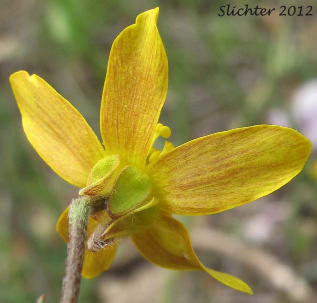 Underside of the petals of Southern Oregon Buttercup: Ranunculus austrooreganus