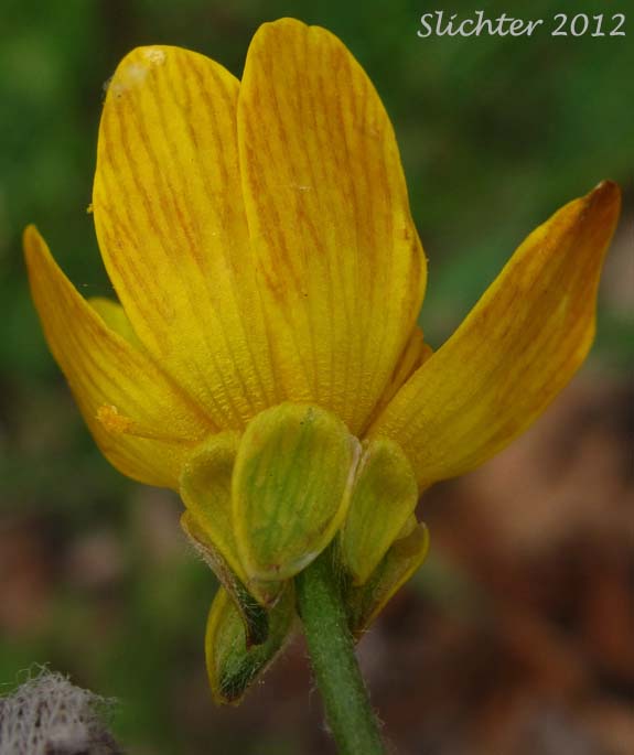 Underside of the petals of Southern Oregon Buttercup: Ranunculus austrooreganus
