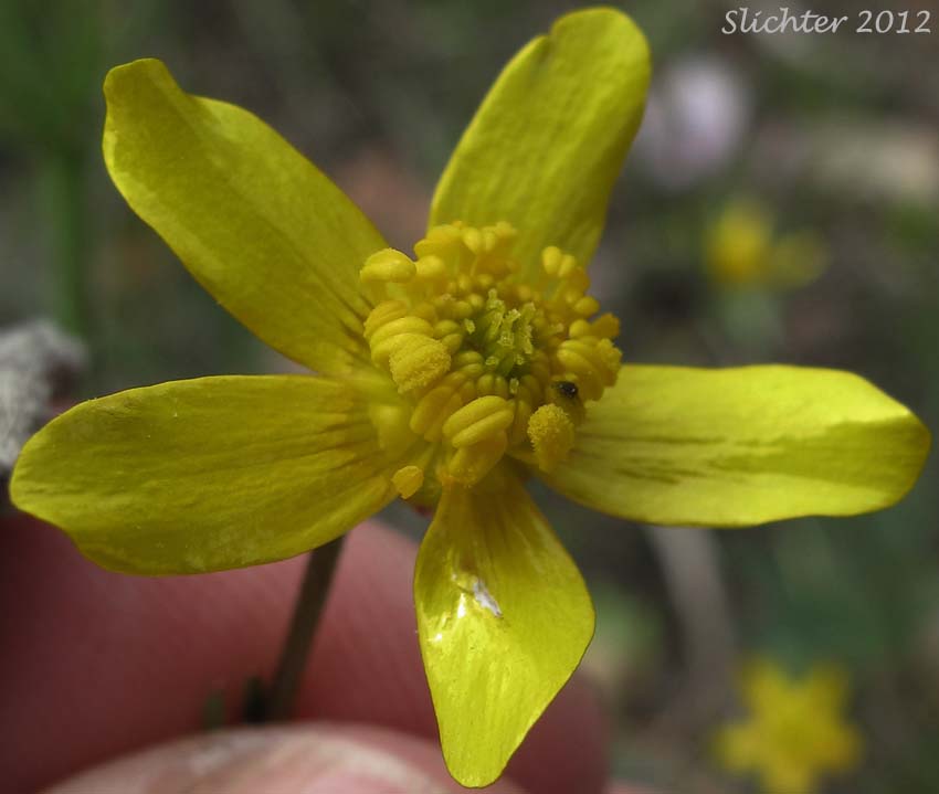 Flower of Southern Oregon Buttercup: Ranunculus austrooreganus