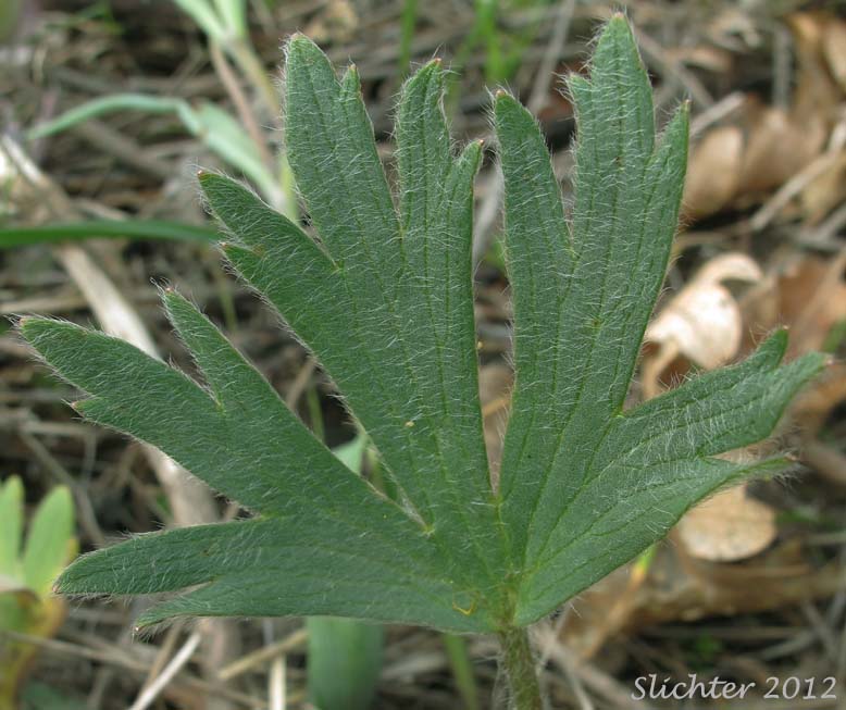 Basal leaf of Southern Oregon Buttercup: Ranunculus austrooreganus
