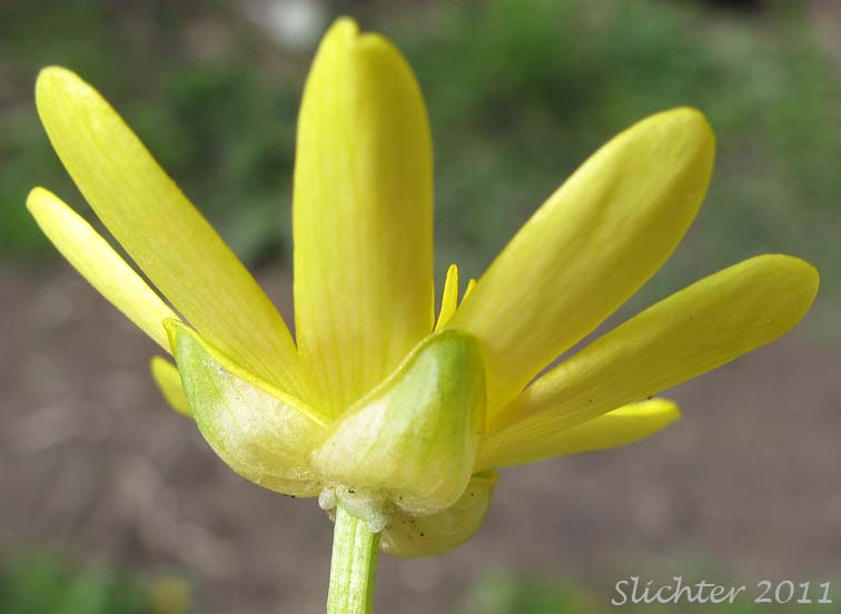 Underside of the flower of Lesser Celandine: Ranunculus ficaria (Synonym: Ranunculus ficaria var. bulbifera)