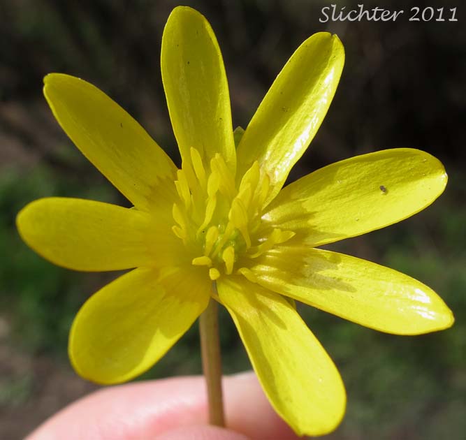 Close-up of the flower of Lesser Celandine: Ranunculus ficaria (Synonym: Ranunculus ficaria var. bulbifera)