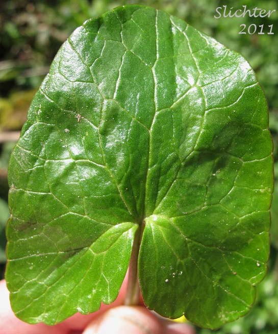 Leaf blade of Lesser Celandine: Ranunculus ficaria (Synonym: Ranunculus ficaria var. bulbifera)